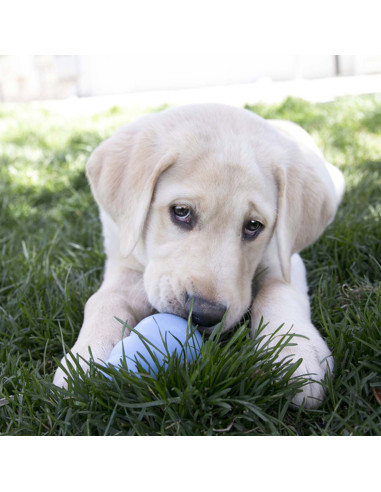Brinquedo Kong Original puppy - Large 13-30 kg