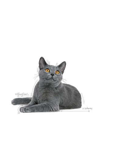 Royal Canin Oral Care, Gato, Seco, Adulto, Alimento/Ração