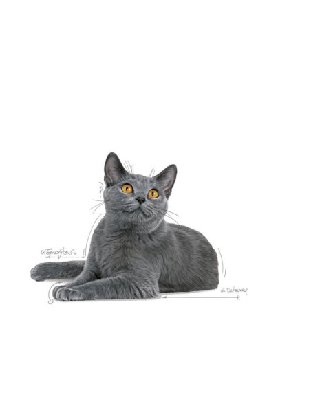 Royal Canin Oral Care, Gato, Seco, Adulto, Alimento/Ração