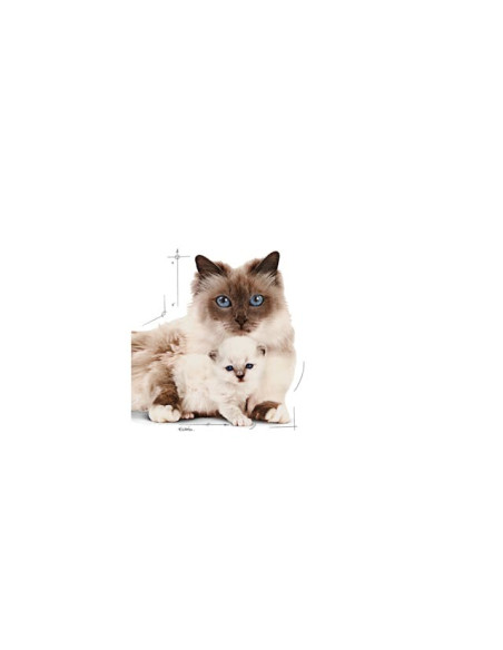 Royal Canin Mother e Babycat Húmidos Lata 195g 