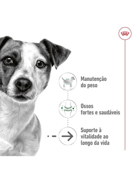 Royal Canin Mini Ageing 12+, Cão, Seco, Sénior, Alimento/Ração