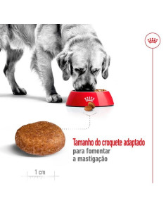 Royal Canin Maxi, Cão, Seco, Adulto 5+, Alimento/Ração 2