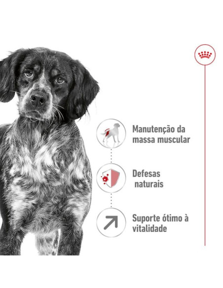 Royal Canin Medium, Cão, Seco, Adulto 7+, Alimento/Ração