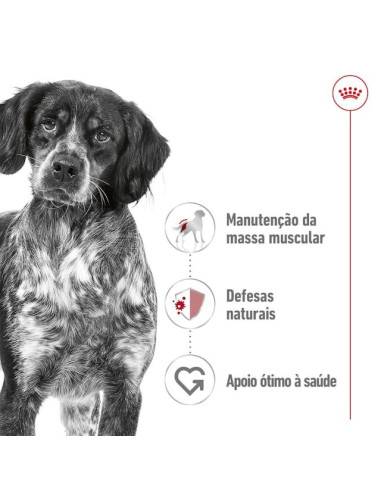Royal Canin Medium Adult, Cão, Húmidos em lata, Adulto, Alimento