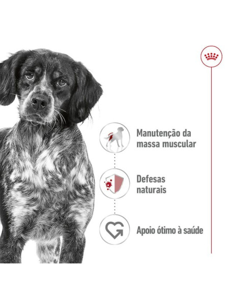 Royal Canin Medium Adult, Cão, Húmidos em lata, Adulto, Alimento