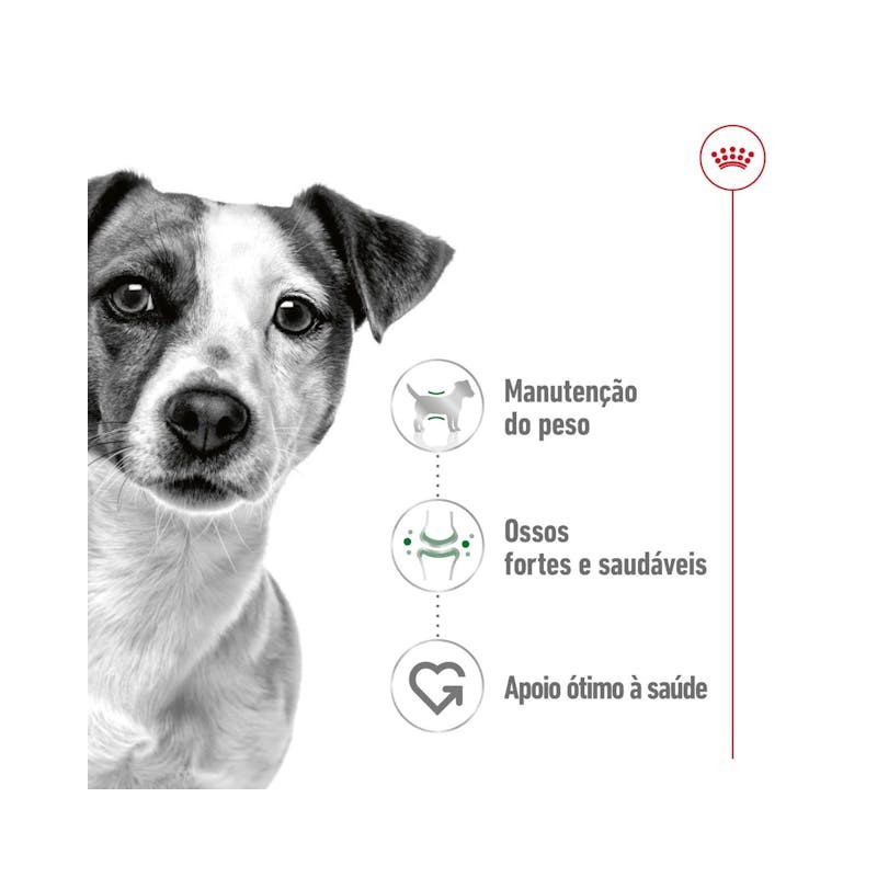 Royal Canin Mini Puppy, Cão, Húmidos, Cachorro, Alimento