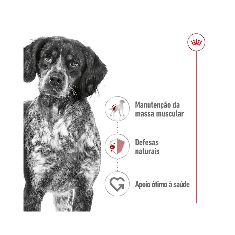 Royal Canin Maxi Adult, Cão, Húmidos, Adulto, Alimento