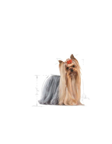 Royal Canin Yorkshire Terrier Adult Húmidos Saqueta 12x85g