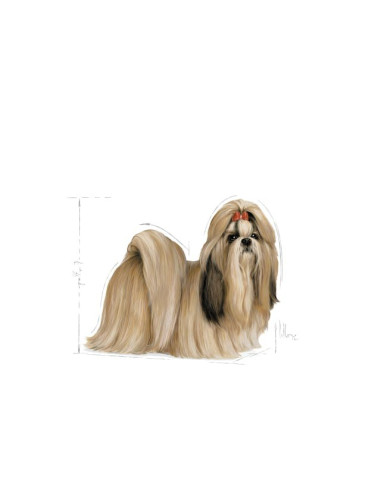 Royal Canin Shih Tzu, Cão, Seco, Adulto, Alimento/Ração