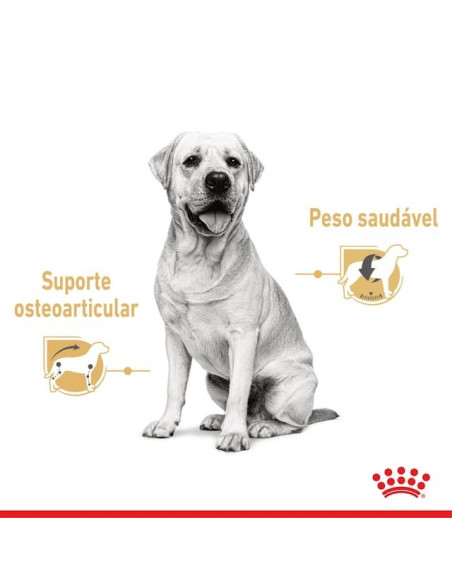 Royal Canin Labrador Retriever Adult, Cão, Húmidos,  Adulto, Alimento/Ração