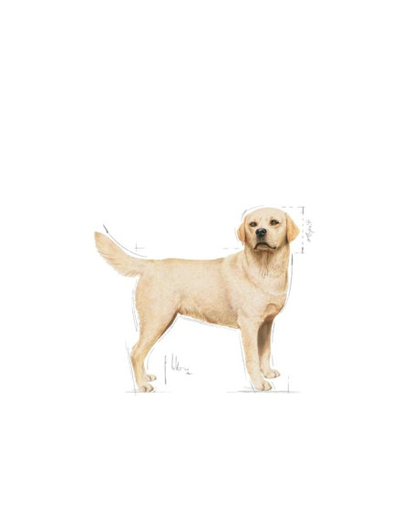 Royal Canin Labrador Retriever Adult, Cão, Húmidos,  Adulto, Alimento/Ração