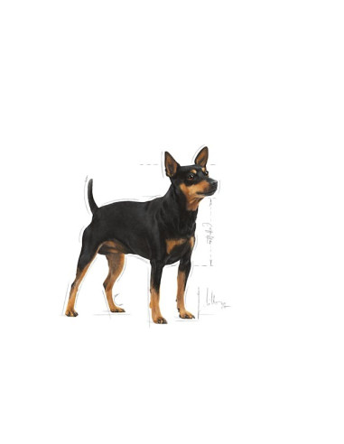 Royal Canin Mini Puppy, Cão, Húmidos, Cachorro, Alimento