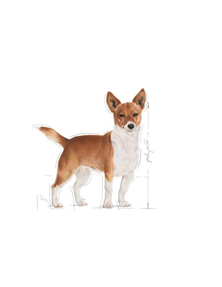 Royal Canin Mini Puppy, Cão, Húmidos, Cachorro, Alimento