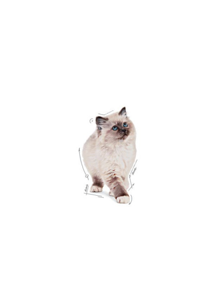 Royal Canin Kitten (Jelly), Gatinhos, Húmidos Alimento