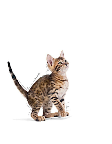 Royal Canin Kitten Sterilised (Jelly), Gatinhos, Húmidos, Alimento