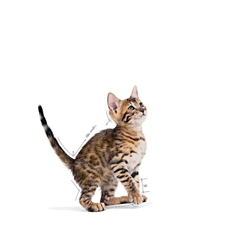 Royal Canin Kitten Sterilised (Gravy), Gatinhos, Húmidos, Alimento