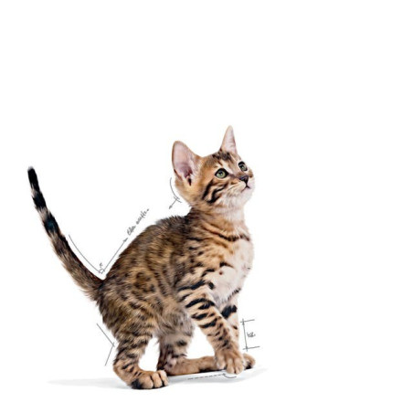 Royal Canin Kitten Sterilised (Gravy), Gatinhos, Húmidos, Alimento