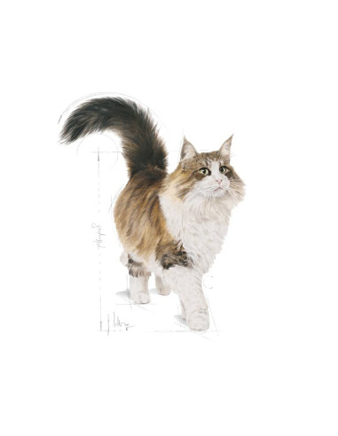 Royal Canin Gatos Sterilised (Gravy), Gatos, Húmidos, Adulto, Alimento
