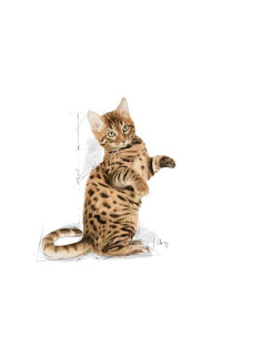Royal Canin Gatos Sterilised (Jelly), Gatos, Húmidos, Adulto, Alimento 2