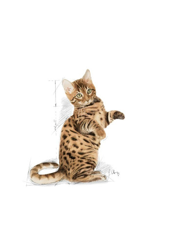 Royal Canin Gatos Sterilised (Jelly), Gatos, Húmidos, Adulto, Alimento