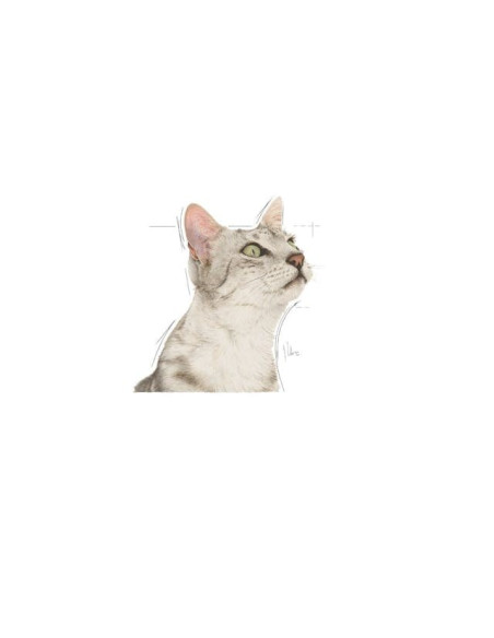 Royal Canin Gatos Ageing +12 Húmidos Saquetas 85g x 12uni.