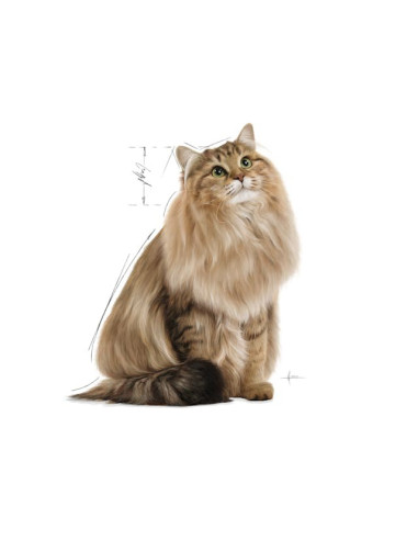 Royal Canin Gatos Ultra Light Húmidos Saquetas 85g x 12uni.