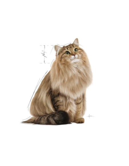 Royal Canin Gatos Ultra Light Húmidos Saquetas 85g x 12uni.