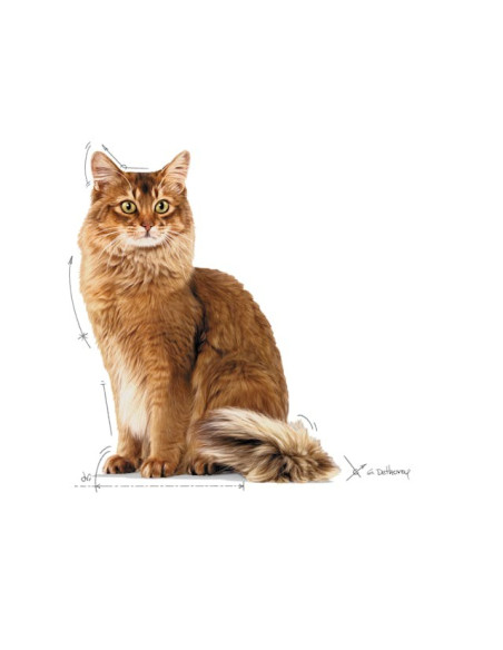 Royal Canin Ultra Light (Jelly), Gatos, Húmidos, Adulto, Alimento