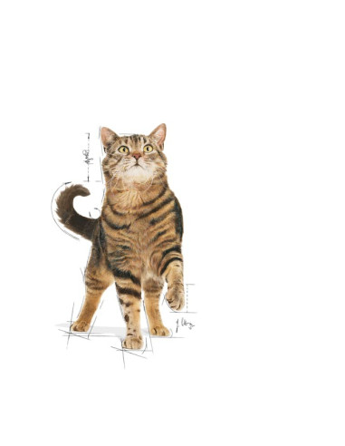 Royal Canin Appetite Control , Gatos, Húmidos, Adulto, Alimento/Ração
