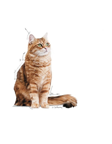 Royal Canin Gatos Digestive Sensitive Húmidos Saquetas 85g x 12uni.