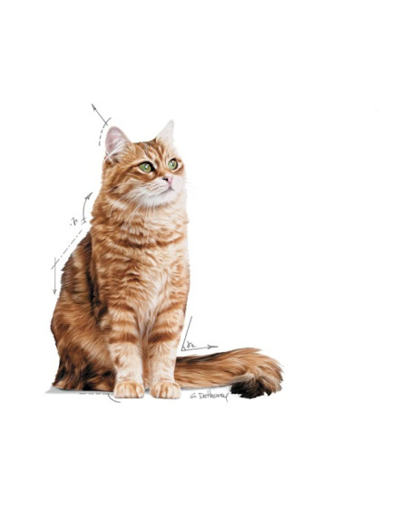 Royal Canin Gatos Digestive Sensitive Húmidos Saquetas 85g x 12uni.