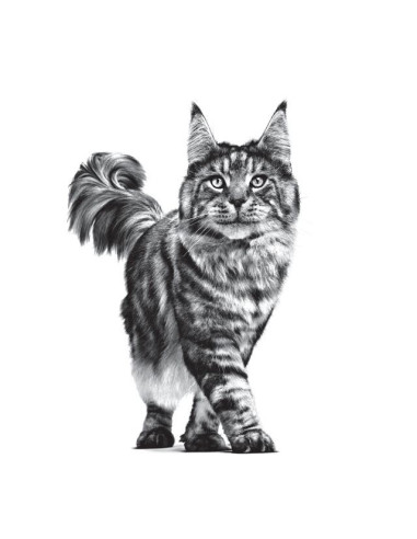 Royal Canin Calm para gatos 4Kg