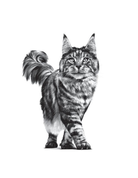 Royal Canin Calm para gatos 4Kg