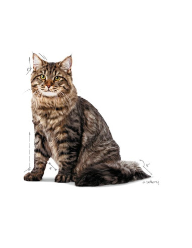 Royal Canin Urinary Care (Gravy), Gatos, Húmidos, Adulto, Alimento