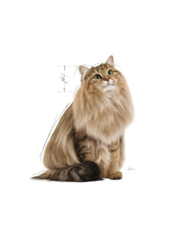 Royal Canin Urinary Care (Gravy), Gatos, Húmidos, Adulto, Alimento