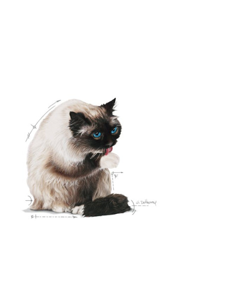 Royal Canin Hairball Care (Jelly), Gatos, Húmidos, Adulto, Alimento
