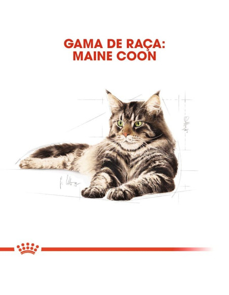 Royal Canin Maine Coon (Loaf), Gatos, Húmidos, Alimento