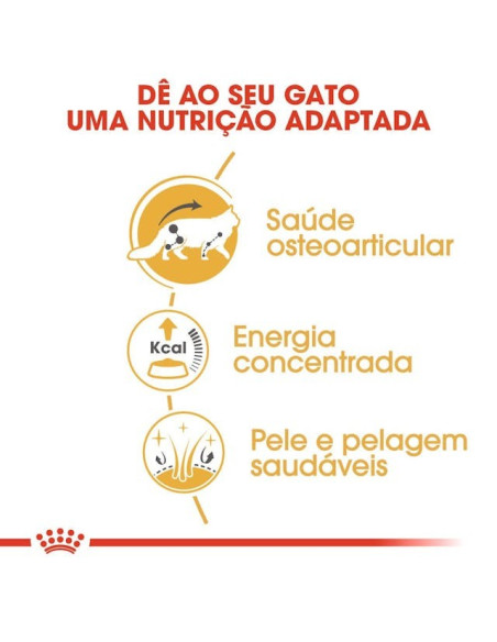 Royal Canin Maine Coon (Loaf), Gatos, Húmidos, Alimento