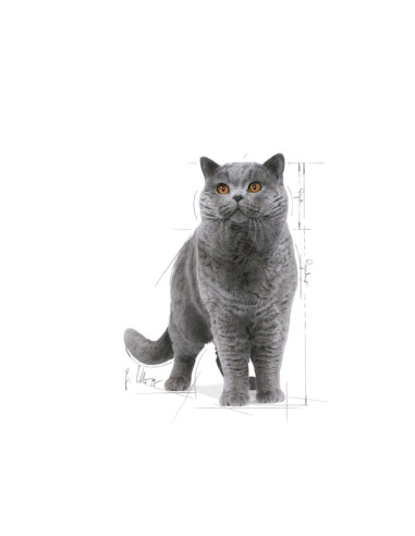 Royal Canin British Shorthair (Loaf), Gatos, Húmidos, Alimento