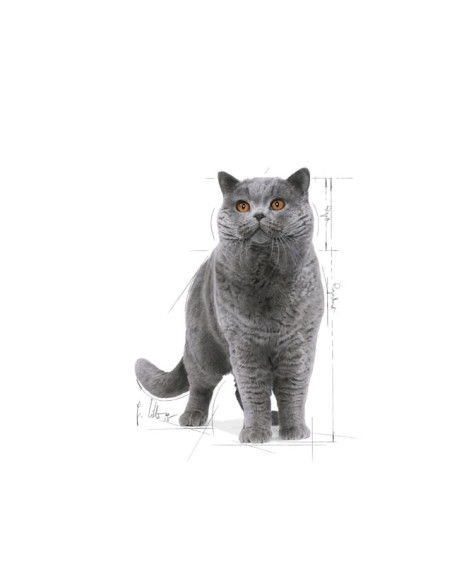 Royal Canin British Shorthair (Loaf), Gatos, Húmidos, Alimento