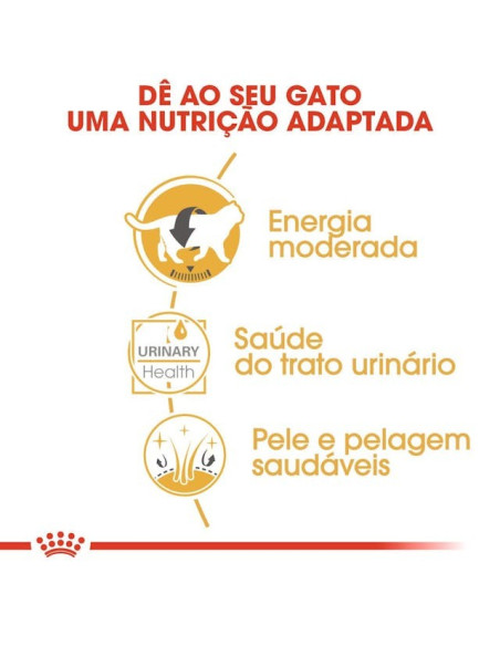 Royal Canin British Shorthair (Loaf), Gatos, Húmidos, Alimento
