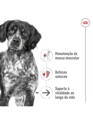 Royal Canin Medium Ageing 10+, Cão, Húmidos, Adulto, Alimento