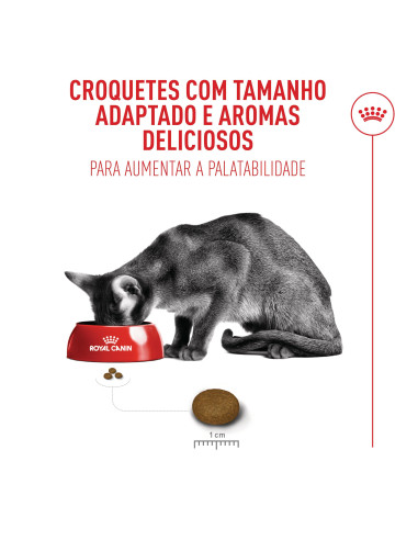 Royal Canin Fussy Exigent, Gato, Seco, Adulto, Alimento/Ração