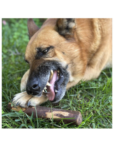 MY DOG CHEWZ Cão Snack Pau de Oliveira - Tamanho S