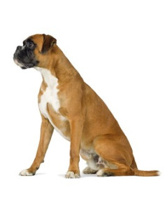 Royal Canin Gastro Intestinal 14Kg 2