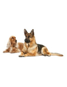 Royal Canin Skin Care Canine 12Kg 2