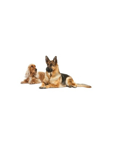 Royal Canin Skin Care Canine 12Kg