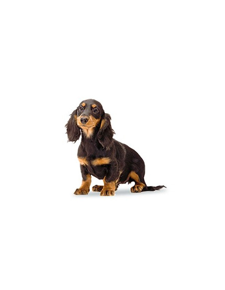 Royal Canin Urinary S/O Small dog 4Kg