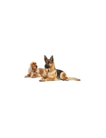 Royal Canin Skin Care Junior Small dog 4Kg