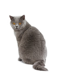 Royal Canin Diabetic Feline 3,5Kg 2